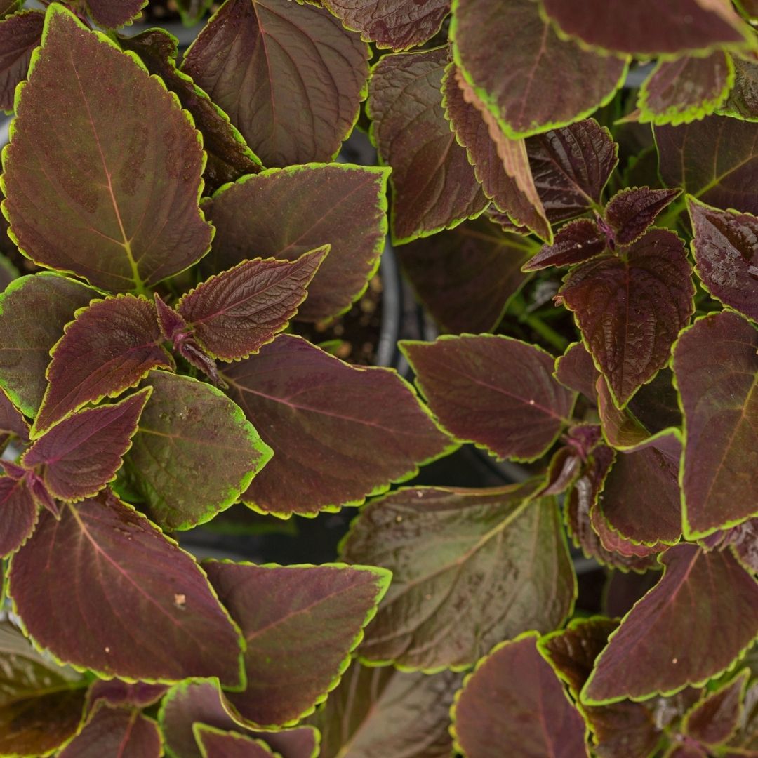 Coleus – Vino – 6.5″ Pot